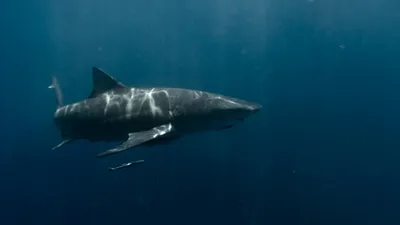 Морские обитатели, океан, вода, фото - Новости Zakon.kz от 09.12.2025 05:59