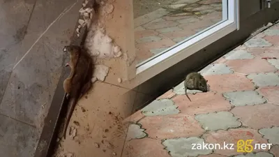 ЗКО, акимат, инфекция , фото - Новости Zakon.kz от 08.12.2025 18:22