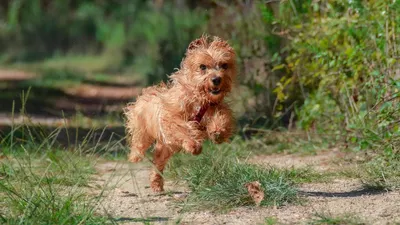 запрет в Шымкенте на гуляние с животными, фото - Новости Zakon.kz от 08.12.2025 14:59