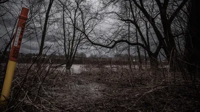 Чернобыль, собаки, мутанты, ученые , фото - Новости Zakon.kz от 09.12.2025 01:51