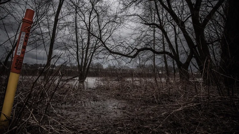 Синие собаки-мутанты в Чернобыле: ученые раскрыли загадку