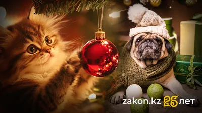 , фото - Новости Zakon.kz от 17.12.2025 11:50