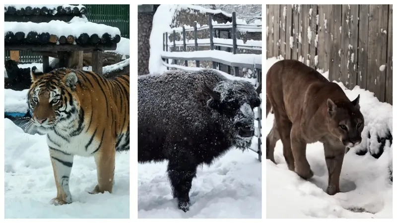 Завораживающую сказку показал зоопарк Алматы: что ждет посетителей зимой