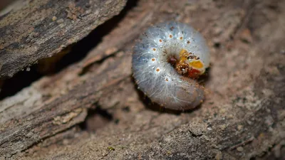 Бамуковых червей пытались провезти в Китай, фото - Новости Zakon.kz от 11.12.2025 08:24