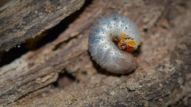 Женщину с живыми червями в штанах задержали таможенники Китая