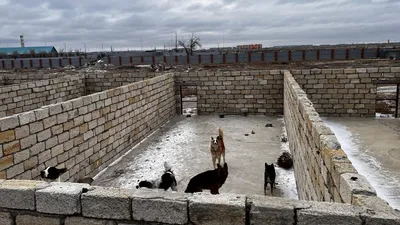 "Это не приют, а концлагерь": жители Атырау требуют проверки пункта отлова бездомных животных