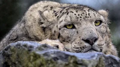 Животные, заповедники, исследования , фото - Новости Zakon.kz от 12.12.2025 19:36