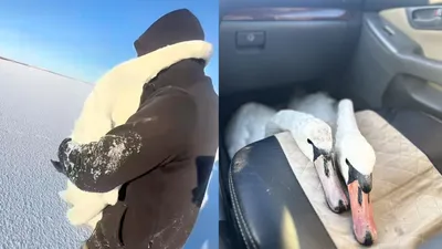 Спасение лебедей, Бауыржан Жакупов, Баянаульский район, Павлодарская область  , фото - Новости Zakon.kz от 15.12.2025 10:27