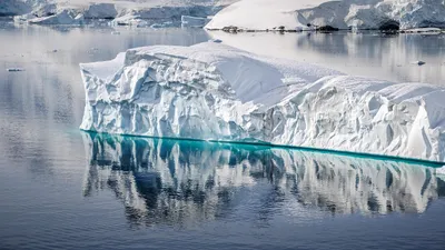 Антарктида, шар смерти, ученые, рыба, находка , фото - Новости Zakon.kz от 14.12.2025 21:37