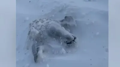 Овца под снегом, фото - Новости Zakon.kz от 15.12.2025 19:55