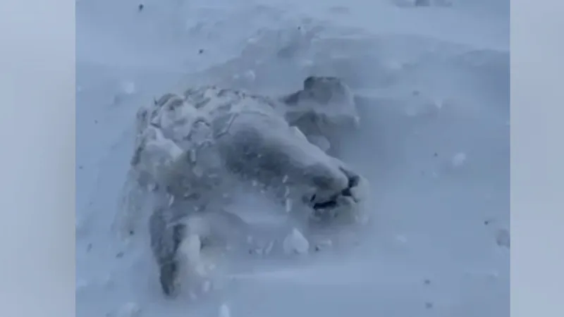 Жители сел в ЗКО вручную откапывают из-под снега овец