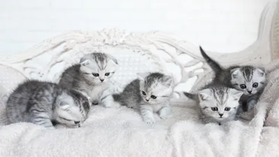 спасенные кошки, фото - Новости Zakon.kz от 15.12.2025 19:57