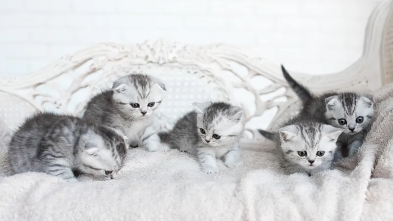 Китаянка с социальной тревожностью накормила 120 кошек остатками со 100 свадеб