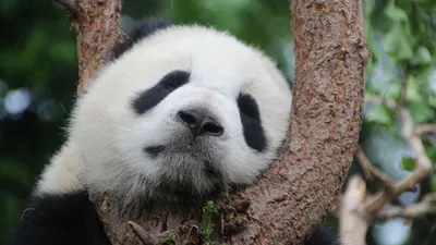 Панда, дерево, природа, фото - Новости Zakon.kz от 15.12.2025 21:22