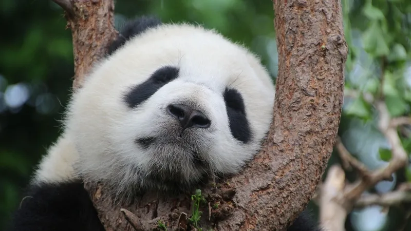 Впервые за полвека в Японии исчезнут панды