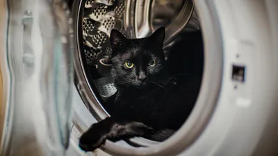 Кот в стиральной машине, фото - Новости Zakon.kz от 16.12.2025 00:24