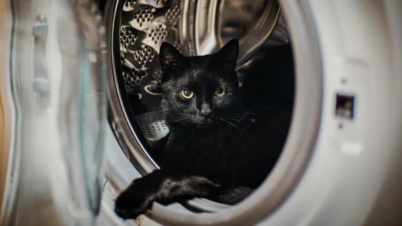 Женщина в Китае случайно постирала своего кота: что с ним стало