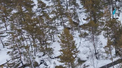 лес, фото - Новости Zakon.kz от 16.12.2025 17:05
