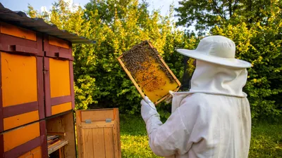 Пчеловодство, фото - Новости Zakon.kz от 16.12.2025 12:58