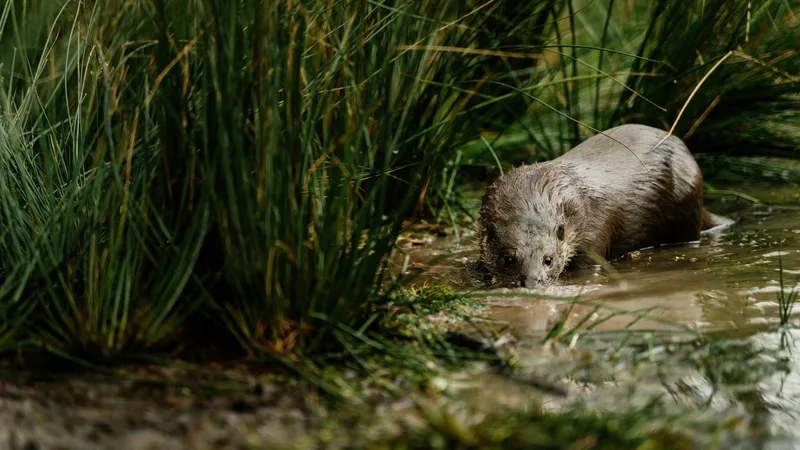 Впервые за десятилетия: редкая среднеазиатская выдра показалась в окрестностях Талдыкоргана