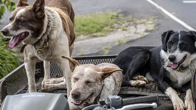 Собаки загрызли младенца в Индии, фото - Новости Zakon.kz от 18.12.2025 03:44