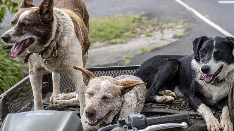 Брошенного на улице младенца растерзали собаки в Индии
