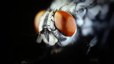 нашествие мух в Британии, фото - Новости Zakon.kz от 19.12.2025 20:55