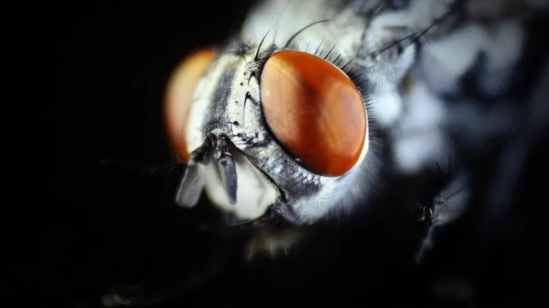 Кровососущие мухи атакуют Британию зимой