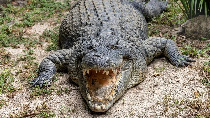 В Индонезии объявили охоту на крокодила-убийцу, утащившего десятилетнего мальчика