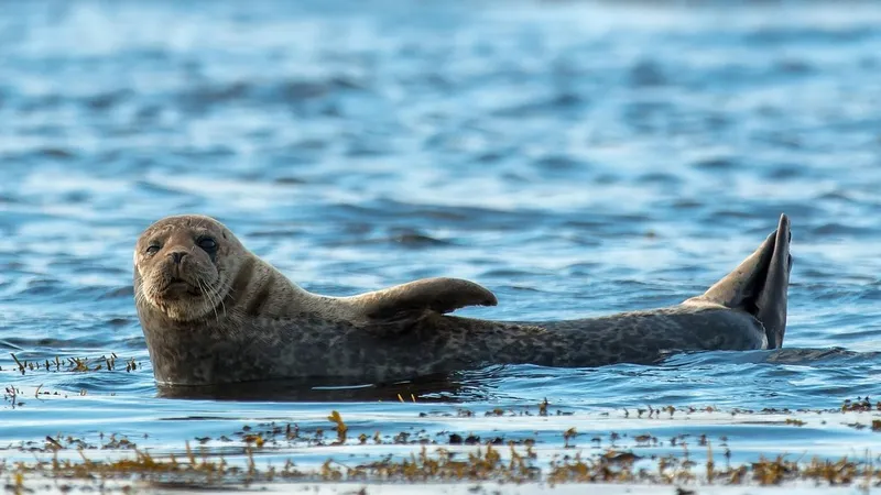 Редкие тюлени прячутся от туристов в Греции
