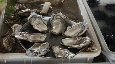 Франция усилила охрану фермерских хозяйств из-за кражи улиток перед Рождеством, фото - Новости Zakon.kz от 21.12.2025 11:42