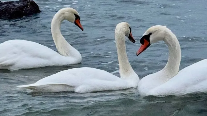 Лебеди вновь украсили побережье Каспийского моря в Актау