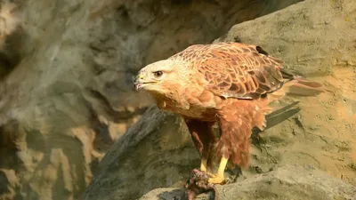 как спасают птиц в Мангистау, фото - Новости Zakon.kz от 21.12.2025 10:46
