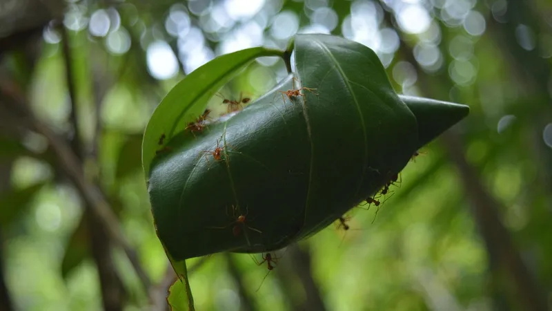 Биологи узнали, почему муравьи стали одними из самых многочисленных существ на планете