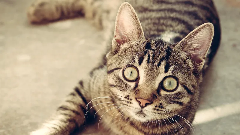 Казахстанка "постирала" в стиральной машине кота ради лайков в Threads