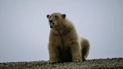 Медведь, хищник, природа, фото - Новости Zakon.kz от 23.12.2025 07:10