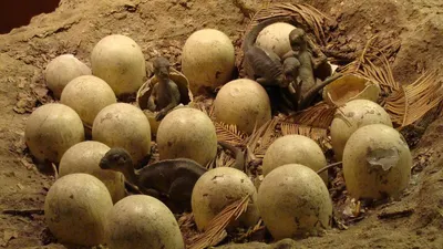 Птенцы динозавтров, яйца, скорлупа, фото - Новости Zakon.kz от 23.12.2025 05:40