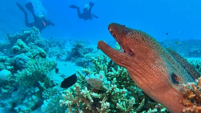 аквалангисты плавают около мурены, фото - Новости Zakon.kz от 23.12.2025 14:04