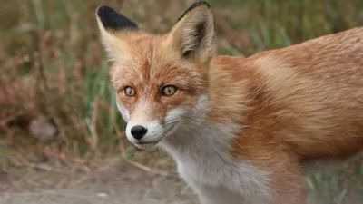 Костанайская область, Кумар Аксакалов, животные , фото - Новости Zakon.kz от 23.12.2025 15:36