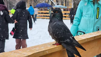 Бесплатные катки, бесплатный каток, катание на коньках, ледовый каток, ледовые катки, новогодние катки, новогодний каток, каток, катки, зимние каникулы, новогодние праздники, зимний отдых, Новый год, сурет - Zakon.kz жаңалық 31.12.2025 13:09