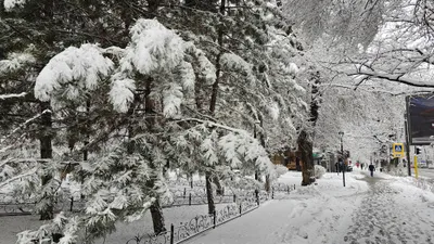 Снег, снегопад, зима, холод, мороз, заморозки, фото - Новости Zakon.kz от 06.02.2026 15:00