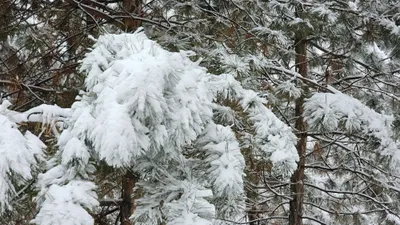 Снег, снегопад, зима, холод, мороз, заморозки, фото - Новости Zakon.kz от 12.02.2026 09:25