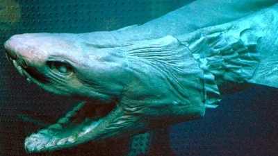 Акула, древний хищник, фото - Новости Zakon.kz от 25.12.2025 06:20