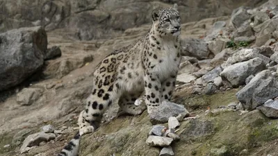 снежный барс, хищник, фото - Новости Zakon.kz от 24.12.2025 16:12