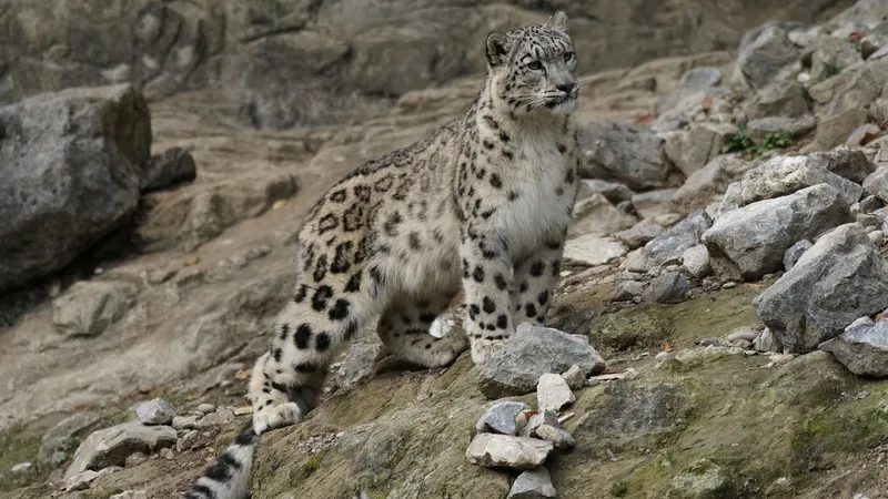 Один из самых загадочных хищников Казахстана попался в горах Катон-Карагая