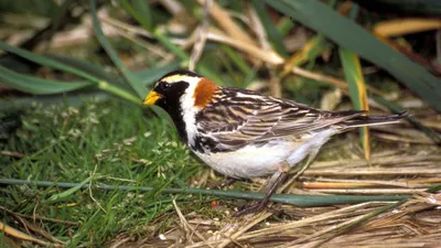 птичка, фото - Новости Zakon.kz от 25.12.2025 14:39