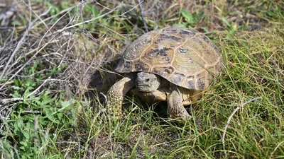 В Казахстане ввели запрет на пользование среднеазиатской черепахой и ее частями