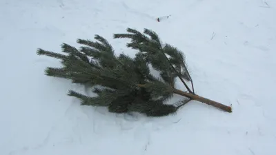 ель, фото - Новости Zakon.kz от 25.12.2025 10:17