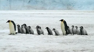 Видео National Geographic, фото - Новости Zakon.kz от 26.12.2025 08:50