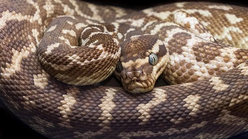 Неожиданный гость: посетитель нашел питона в парикмахерской